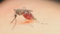 Zika Virüsü: Nasıl Yayılır, Semptomları ve Tedavisi